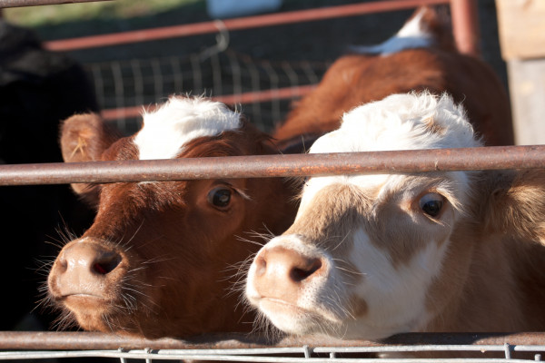 The over-use of antibiotics in farming is having big consequences for people.