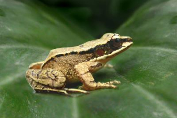 O. tormota lives in a noisy environment on the brushy edge of streams in the Huangshan Hot Springs, in central China, where waterfalls and rushing water provide a constant din.