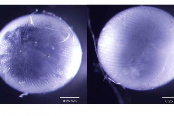 Newts can undergo as many as 19 lens regeneration events