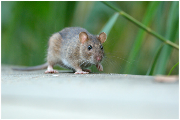 Rat