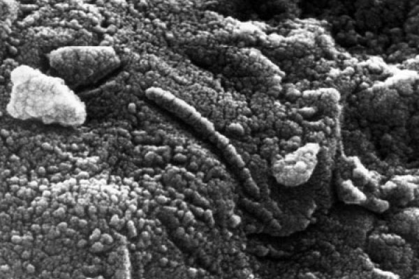 Structures resembling bacteria on Martian ALH84001 meteorite