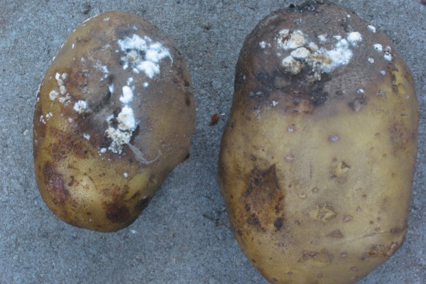 Potato with Blight