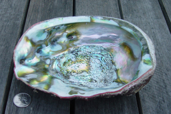 The inside of a Californian red abalone shell, Haliotis rufescens