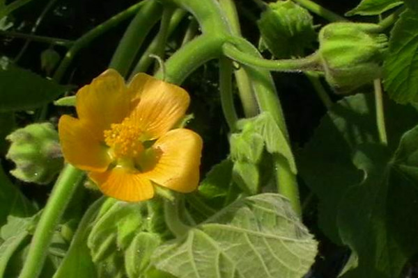 Abutilon theophrasti