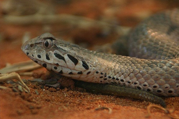 The Common Death Adder (Acanthophis antarcticus)