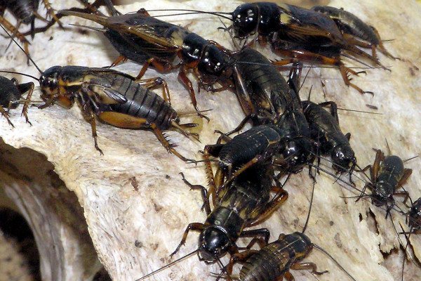 African Field cricket Gryllus bimaculatus