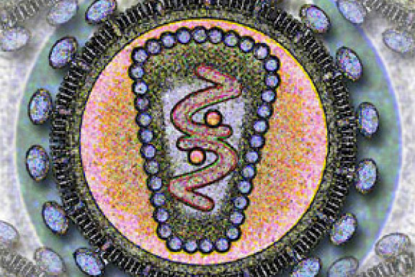 A stylized rendering of a cross-section of the Human Immunodeficiency Virus.