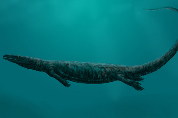 Mososaur reconstruction