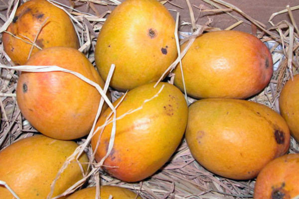 Alphonso Mangoes