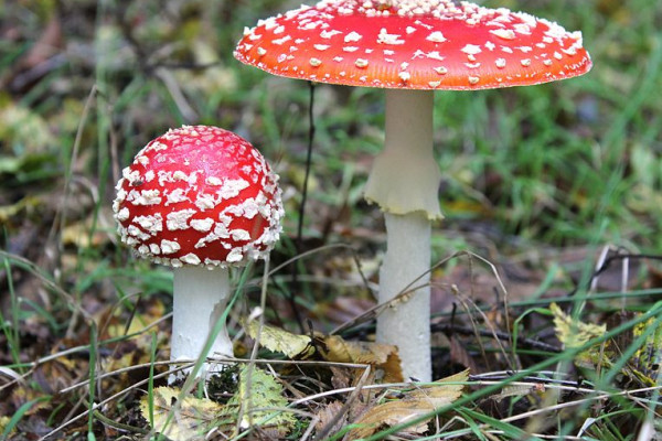 Amanita muscaria mushroom