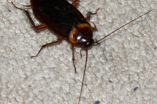 An American Cockroach photographed in a house in Portland, Texas, United States