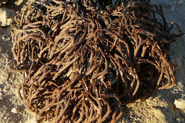 Resurrection plant_Anastatica hierochuntica