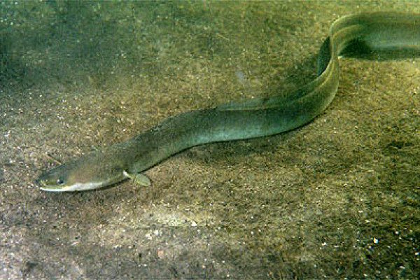 European eel (Anguilla anguilla) by Ron Offermans