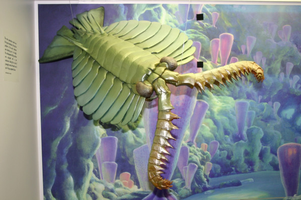 Anomalocaris model