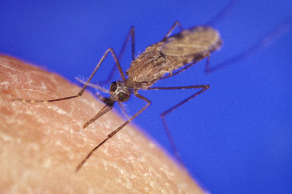 The Anopheles gambiae mosquito, a key vector in the transmission of malaria to humans.