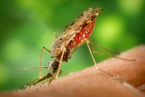 A female Anopheles albimanus mosquito feeding on a human host and becoming engorged with blood.