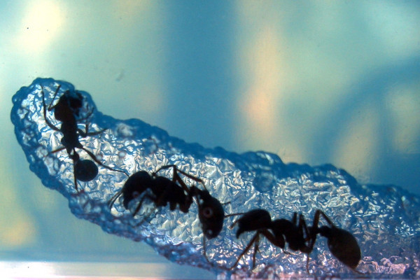 Ants Tunneling Through NASA Gel
