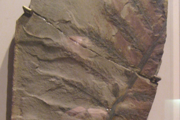 Archaeopteris hibernica fossil specimen in the National Museum of Natural History, Smithsonian Institution, Washington, DC, USA.