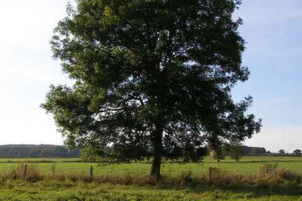 Ash Tree