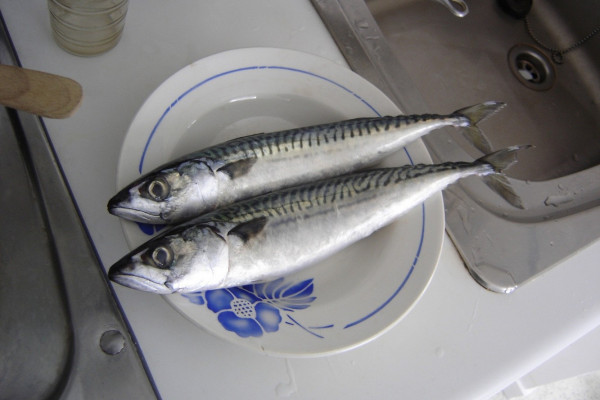 Atlantic mackerel (Scomber scombrus)