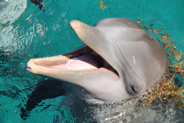 Bottlenose dolphin