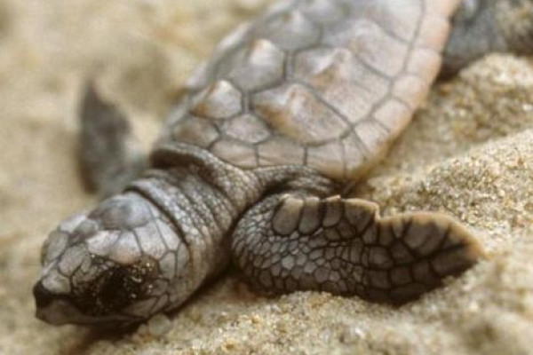 Baby loggerhead turtle