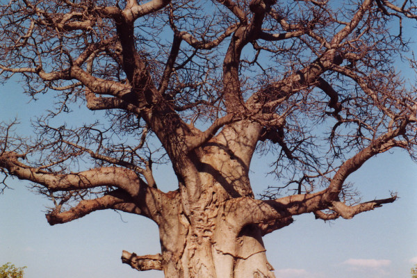 Baobab Tree