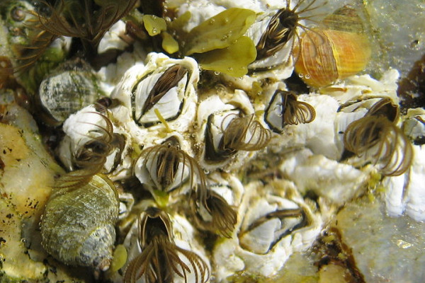 Barnacles (Semibalanus balanoides)