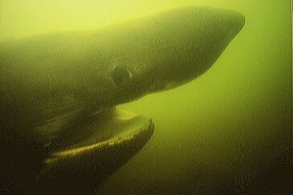 Basking Shark