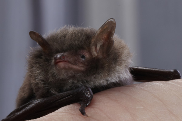 Daubentons Bat