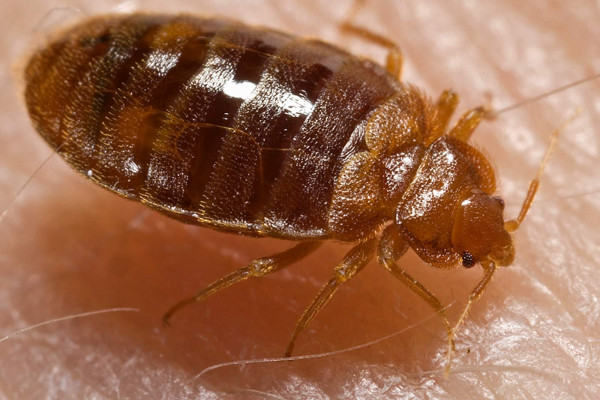A bed bug nymph (Cimex lectularius) as it was in the process of ingesting a blood meal from the arm of a “voluntary” human host