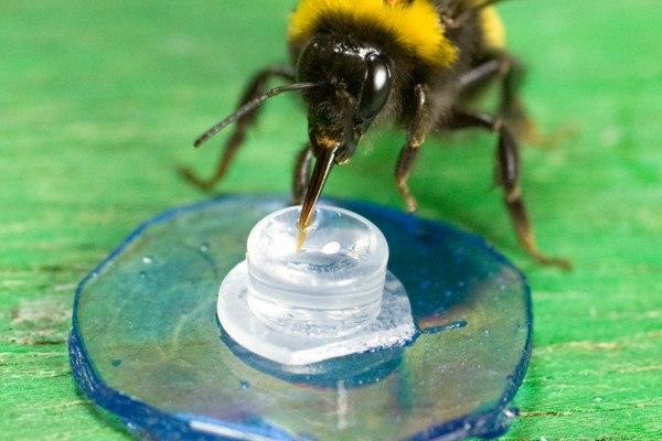 Bee Feeding in a laboratory experiment