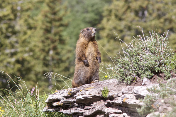 An adult yellow-bellied marmot