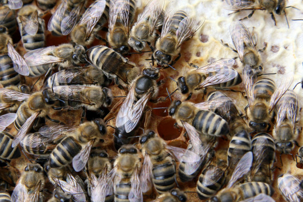 Queen bee with attendants on a honeycomb