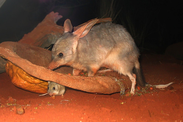 A Bilby (Macrotis lagotis) with a smaller animal - either a baby Bilby or a mouse - at Sydney Wildlife World, a zoo in Sydney.