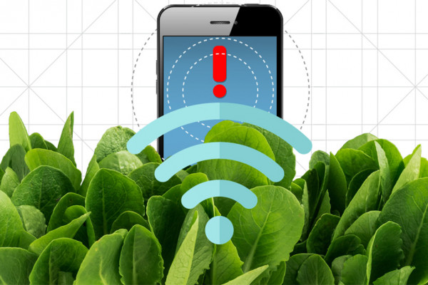  Spinach is no longer just a superfood: By embedding leaves with carbon nanotubes, MIT engineers have transformed spinach plants into sensors that can detect explosives and wirelessly relay that information to a handheld device similar to a...