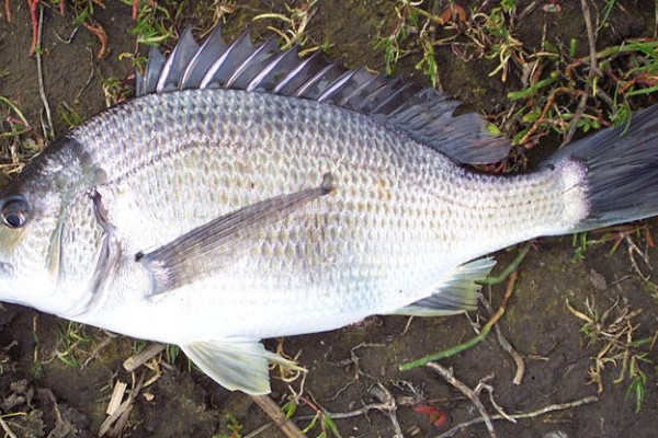 Southern Black Bream