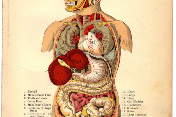 Internal Organs of the Human Body from The Household Physician, 1905