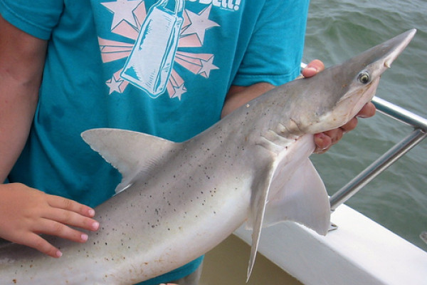 A bonnethead shark