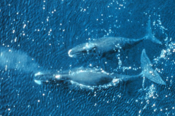 Two bowhead whales