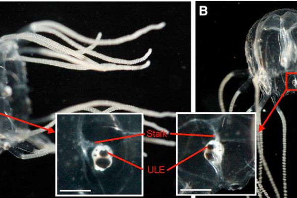  Rhopalial Orientation and Visual Field of the Upper Lens Eye (A and B) In freely swimming medusae, the rhopalia maintain a constant vertical orientation. When the medusa changes its body orientation, the heavy crystal (statolith) in the distal end of...