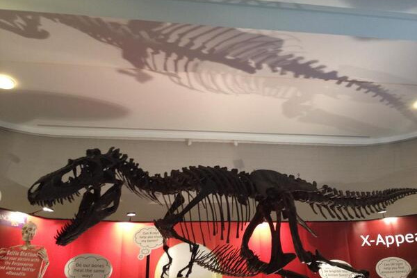Gorgosaurus, a relative of the T. rex, at the Summer Science Exhibition