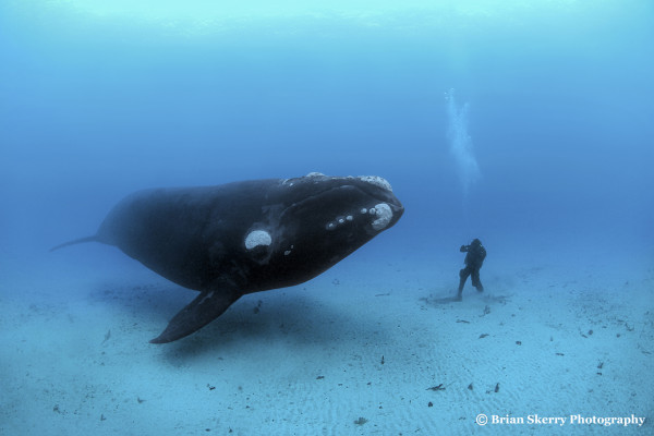 Encounter with a Southern right whale, by Brian Skerry (c)