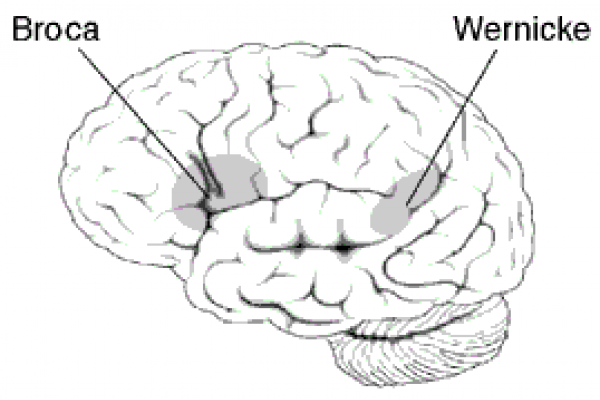 Approximate location of Broca's and Wernicke's areas highlighted in gray