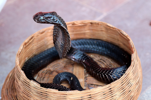 Cobra in a basket