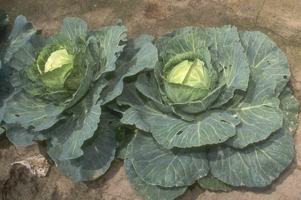 Cabbages