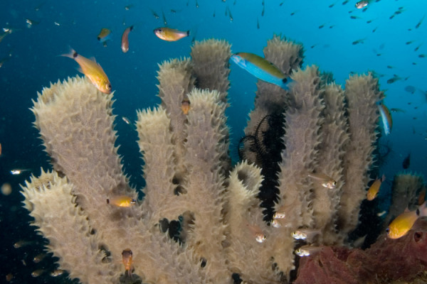 Callyspongia sp. (Tube sponge) attracting cardinal fishes, golden sweepers and wrasses.