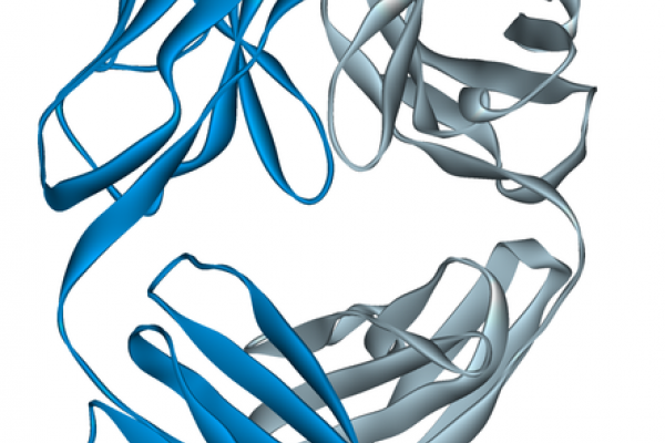 Campath, Ribbon diagram of the Fab fragment of alemtuzumab, a monoclonal antibody, bound to a small synthetic antigen. Created using Accelrys DS Visualizer Pro 1.6 and GIMP.