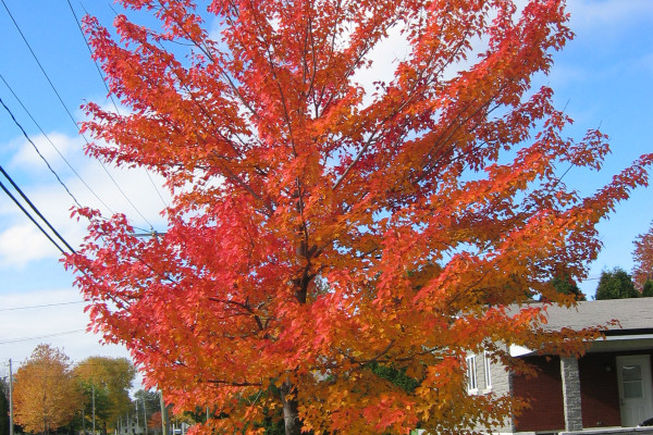 A Canadian Maple tree