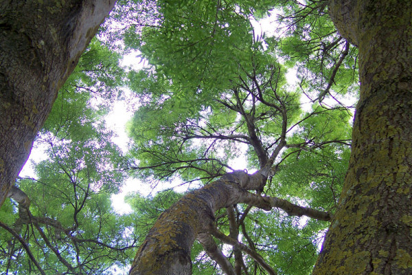 Woodland canopy